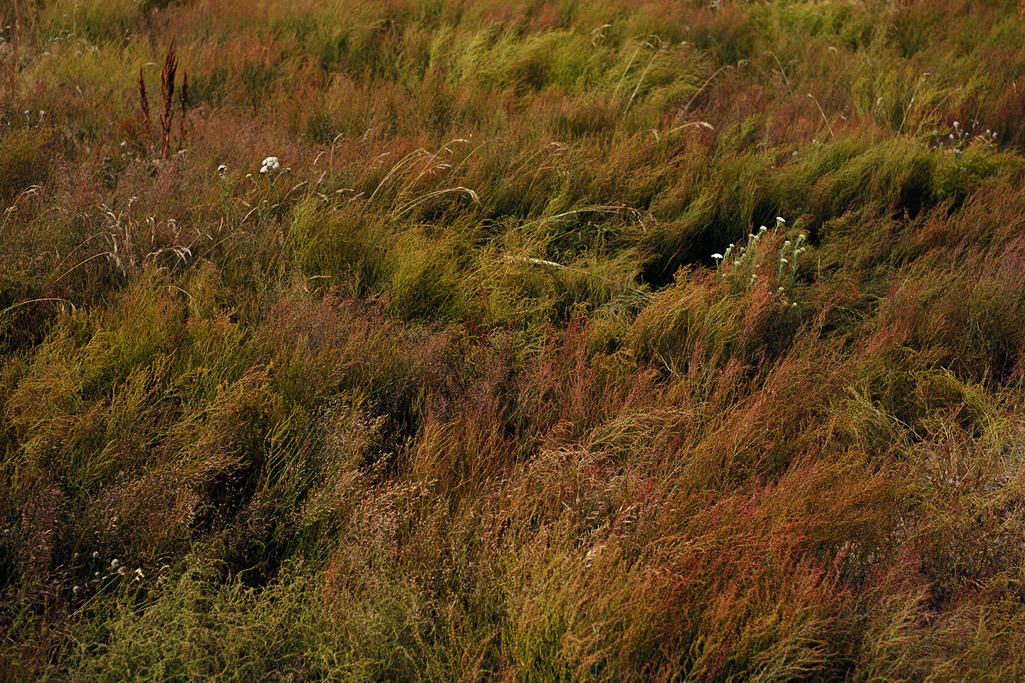 A natural landscape scene, primarily composed of a dense, wild grassy field. The grasses have a variety of colors, ranging from deep greens to rich reds and subtle yellows, indicating a mix of plant species and possibly the change of seasons. This diversity in color gives the image a textured, almost painterly quality. There are some taller plants that stand out above the rest, with white flowers or seed heads that punctuate the sea of grass with small dots of brightness. The lighting suggests either early morning or late afternoon, as the colors are vivid yet soft, which enhances the depth and complexity of the scene. The overall impression is one of untamed natural beauty, with the wildness of the flora suggesting an area that is not regularly maintained by humans.